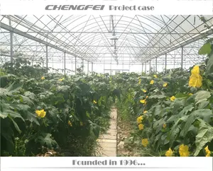 Multi-span serre-agricol plastic film chilli vegetable greenhouse buy agriculture turkey supplier for sale