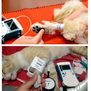 Tansiyon aleti veteriner vasküler Doppler BP kan basıncı monitörü aparatı taşınabilir veteriner Doppler kan basıncı - Product Image 6