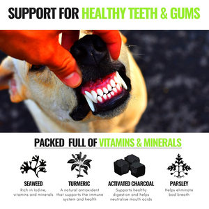 Golosinas dentales para <span class=keywords><strong>perros</strong></span> <span class=keywords><strong>de</strong></span> calcio, eliminación <span class=keywords><strong>de</strong></span> sarro, palitos <span class=keywords><strong>de</strong></span> limpieza <span class=keywords><strong>de</strong></span> dientes, cuidado bucal, enzimas masticables para <span class=keywords><strong>cachorros</strong></span> y <span class=keywords><strong>perros</strong></span> adultos para gatos - Product Image 2