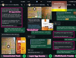 Vitboo Chất lượng cao giá thấp lớp gà Thức ăn tăng đẻ trứng thức ăn phụ gia lớp hen premix sản phẩm - Product Image 6