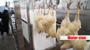 Máy Giết Mổ Gà Gia Cầm Công Suất Nhỏ Halal Châu Phi Máy Giết Mổ Di Động Hoàn Toàn Sử Dụng Tự Động Hoàn Toàn - Product Image 3