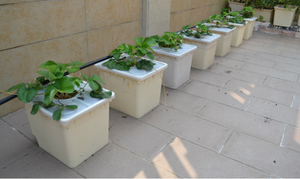 Pots de plantation de seau hollandais en plastique de qualité alimentaire 11L pour la culture hydroponique - Product Image 5