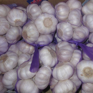 40mm 50mm 70mm <strong>Fresh</strong> <strong>Garlic</strong> From India Allium Sativum Premium Export Quality Bulk Supplier - Product Image 4