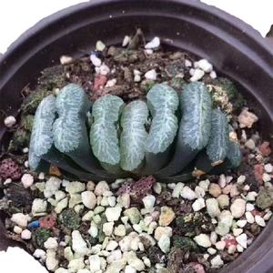 1,18 "-1,9" Haworthia Truncata "Weng" IndoorPlants Plantas ornamentales al por mayor para vivero - Product Image 2