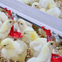 Équipement d'élevage d'animaux et de volailles YYX, gobelets d'abreuvement pour poulets, abreuvoirs automatiques pour volailles