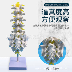 Modèle de vertèbres lombaires à cinq segments, modèle de coccyx, modèle de colonne vertébrale, modèle de squelette humain grandeur nature, disque intervertébral fémoral. - Product Image 1