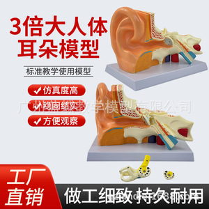 Modelo didáctico de amplificación del oído humano; anatomía del oído humano; oído externo, medio e interno; sistema auditivo; estructura del oído - Product Image 2