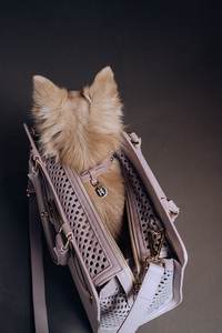 Altın donanım ile tasarımcı deri köpek taşıma çantası ayrılabilir kese ve küçük evcil lüks evcil hayvan taşıyıcı torba için hava akımı delikleri - Product Image 5