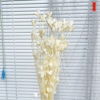 Fleurs d'anis étoilé naturelles et colorées, préservées, 40-60 cm, longue durée (3-5 ans), pour la maison, les mariages, les remises de diplômes, Noël