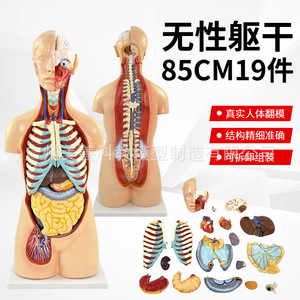 Modelo Anatómico del Sistema de Órganos Humanos de 85 cm, Anatomía Médica, 19 Estructuras del Tronco Asexual y Órganos Internos - Product Image 1