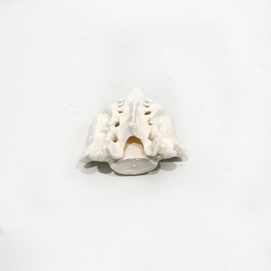 Modèle du Sacrum et du Coquecix Vic Education pour l'enseignement et la recherche - Product Image 1
