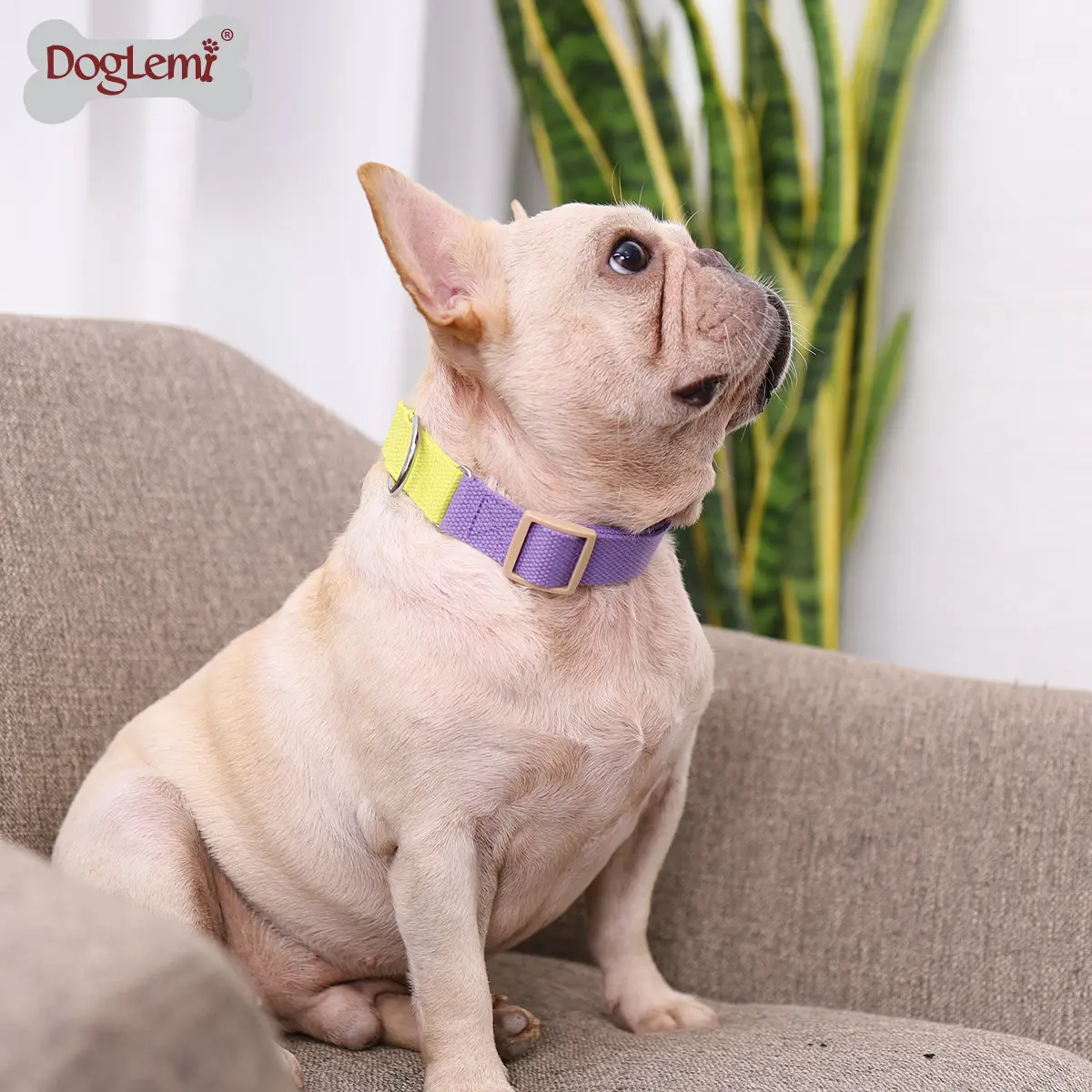 Collar Collars Pattern Collar Fashion Dog Collar Perro Ombre Color Designer Pet Collar Strap Walking Neck Collars For Dogs