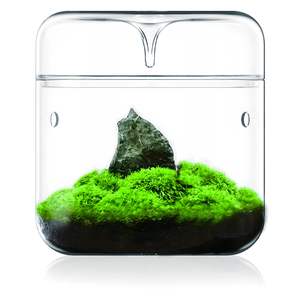 <span class=keywords><strong>Terrarium</strong></span> en Verre Wabi Kusa – Couvert avec Drain de Condensation, Ventilé pour Micro-Paysages - Product Image 6