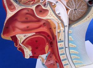 Modelo <span class=keywords><strong>de</strong></span> <span class=keywords><strong>Cabeza</strong></span> con Vasos Sanguíneos <span class=keywords><strong>y</strong></span> Nervios, Simulador <span class=keywords><strong>de</strong></span> <span class=keywords><strong>Cabeza</strong></span> Humana para Enseñanza Anatómica, <span class=keywords><strong>Cuello</strong></span>, Cara, Medio Rostro - Product Image 5