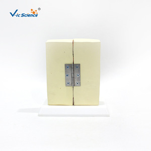 แบบจำลองเต้านมสำหรับการให้นมบุตร, แบบจำลองทางกายวิภาคสำหรับการเรียนการสอนทางการแพทย์, แบบจำลองโครงสร้างหน้าอกของผู้หญิงมนุษย์ - Product Image 4