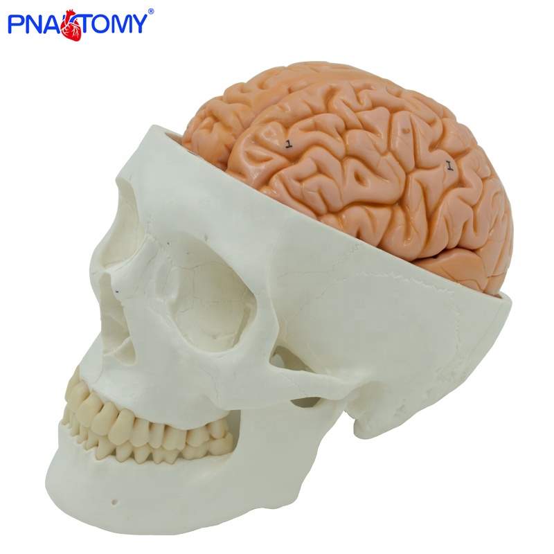 リラクゼーショングッズ Skull Lean Life Size Human Skull Model with 8 Parts Brain Anatomical Model