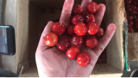 Machine électrique industrielle IQF pour l'élimination des noyaux de cerises, d'abricots, de dattes et de prunes, pour fruits surgelés