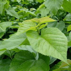 مصنع Staherb إنتاج خلاصة أوراق التوت 1-<span class=keywords><strong>dnj</strong></span> deoxynojiricin Cas mulindumber-50-4 - Product Image 2