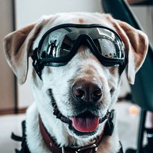 Occhiali Protettivi per Cani, Antivento, per Sport all'Aperto, Lenti a Specchio, Protezione Occhi per Cani di Taglia Media e Grande, per Passeggiate e Ciclismo - Product Image 4