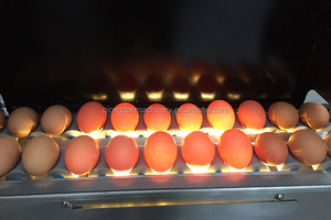 Huevos de codorniz grado máquina de huevos de codorniz clasificación máquina de huevos de codorniz máquina de clasificación - Product Image 5