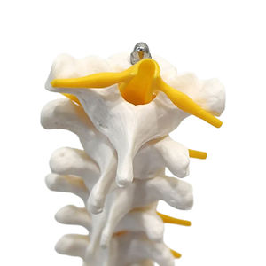 Vertèbre thoracique et nerfs spinaux modèle ZM1022 Taille naturelle - Product Image 4
