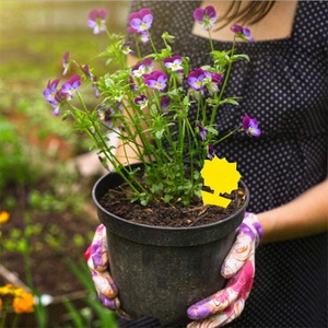 Hot Sale Yellow Sticky <b>Traps</b> Fruit Fly Gnat Insect Catcher Plant Protection Non Toxic Adhesive Glue Board Wholesale - Product Image 2