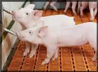 Dụng Cụ Cho Lợn Ăn Chống Ăn Mòn, Núm Vú Uống Nước Bằng Thép Không Gỉ Tự Động Cho Lợn