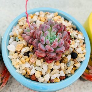 ทรายซิลิกาควอตซ์สำหรับกรองน้ำในตู้ปลาและจัดสวน - Product Image 3