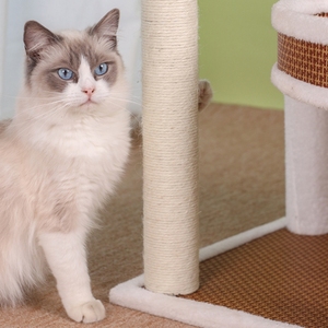 Pet One-<span class=keywords><strong>Stop</strong></span> Solution Grande Árvore De Gato Alta Qualidade Moderno Natural Plush Coçar Toy Activity Centre Árvore Do Gato