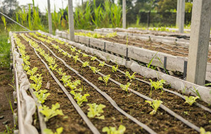 Système d'irrigation <span class=keywords><strong>goutte</strong></span> <span class=keywords><strong>à</strong></span> <span class=keywords><strong>goutte</strong></span> 1 hectare Kits complets Bande <span class=keywords><strong>goutte</strong></span> <span class=keywords><strong>à</strong></span> <span class=keywords><strong>goutte</strong></span> anti-UV 16 mm pour l'irrigation agricole - Product Image 3