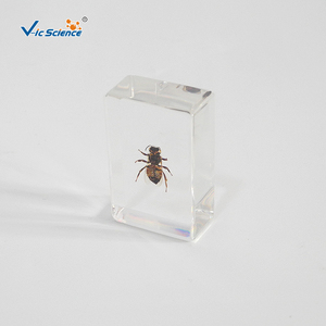 Especímen de Abeja Encapsulado en Resina, Estructura Corporal Completa de Insecto para la Enseñanza y Observación de Biología, CE/ISO/ROHS/CNAS - Product Image 6