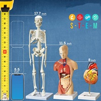 Nouveaux jouets éducatifs STEM pour enfants 2023, mini modèle d'anatomie du cœur humain, squelette, outil de classe de sciences pour l'éducation préscolaire