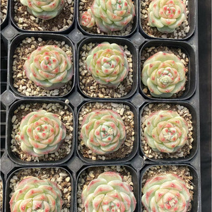 Echeveria 'Green Bodhi' Crassulaceae, Pianta Succulenta di Lusso Ecologica di Alta Qualità in Vaso per Arredamento Interno ed Esterno - Product Image 6