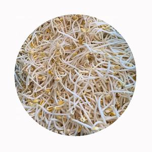 Ortaggi freschi cinesi a prezzo ragionevole coltivati con cura germogli di soia surgelati IQF biologici - Product Image 3