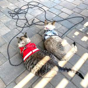 15フィート/30フィート屋外ウォーキングトレーニング用反射ロング猫リーシュ,エスケーププルーフヤードリードペットリーシュ - Product Image 5