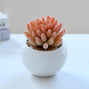 Bonsái Suculento de Cerámica Ecológico de Alta Simulación, Adornos Decorativos para el Hogar, Plantas Artificiales de Jinhua, <span class=keywords><strong>AliExpress</strong></span> - Product Image 4