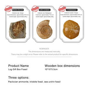 Auténtica amonita Trilobite erizo <span class=keywords><strong>de</strong></span> <span class=keywords><strong>mar</strong></span> fósil caja <span class=keywords><strong>de</strong></span> madera mostrar otras artesanías <span class=keywords><strong>de</strong></span> cristal para la Ciencia Paleontología - Product Image 4