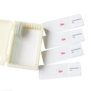 Menschlicher Magen Sec. Folie Medizinisches Labor Biologie Bildungs rutsche Human Histological Microscope Prepared Slide - Product Image 5