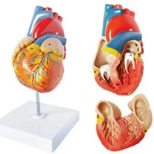 DARHMMY Medical Science Anatomy Natural Large Heart Model With 2 Parts