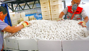 नचियांग 92% एल्युमिना पीसने के लिए सेरामिक गेंद को पीसने के लिए गेंद मिल ग्राइंडर में इस्तेमाल की गई गेंद - Product Image 6