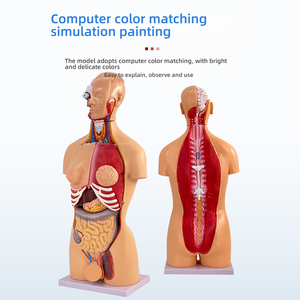 Modelo de torso de <span class=keywords><strong>cuerpo</strong></span> completo de doble sexo de 85cm con órganos internos para la enseñanza de ciencias médicas, incluido <span class=keywords><strong>el</strong></span> cerebro y <span class=keywords><strong>el</strong></span> corazón - Product Image 2