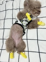 Chaussettes antidérapantes pour chiots, chaussettes mignonnes pour chiens de compagnie, chaussettes chaudes antidérapantes pour l'automne et l'hiver, protection des pattes pour chiens, accessoires pour chiens