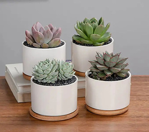 Vendita calda vasi per <span class=keywords><strong>piante</strong></span> cilindrici bianchi <span class=keywords><strong>in</strong></span> <span class=keywords><strong>ceramica</strong></span> da 3.5 pollici con fori di drenaggio vassoi <span class=keywords><strong>in</strong></span> bambù fioriera moderna per succulente - Product Image 6