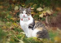 Suivi de localisation des animaux de compagnie portable et étanche en gros, suivi GPS pour animaux de compagnie, collier GPS pour chien, chasse