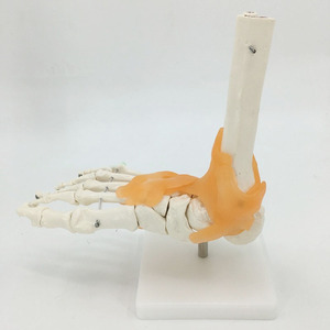 Joint de pied <span class=keywords><strong>humain</strong></span> grandeur nature avec Ligaments modèle pour la Science éducative - Product Image 5