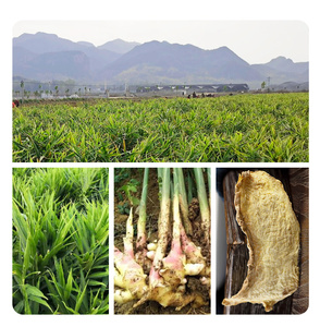 Nhà Máy Bán buôn Chất lượng cao gia vị gừng khô tự nhiên hữu cơ khô gừng lát - Product Image 4