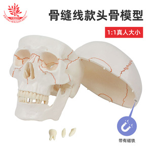 Seis tipos de modelos de cráneos humanos naturales disponibles para escultura artística oral, cirugía plástica y enseñanza médica. - Product Image 2