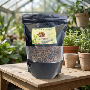 PIONEER AGRO White Sandalwood <b>Seeds</b> (Santalum Album) 99% Purity 1200 Seedlings/kg Grow Precious Sandal Trees - Product Image 3