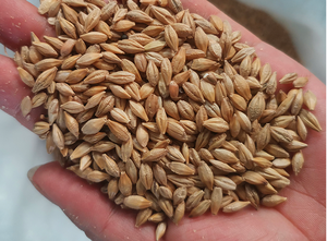 Machine à éplucher l'orge soja sec Mini machine de nettoyage du blé Machine à éplucher la peau de l'avoine - Product Image 6