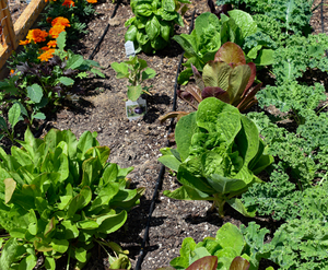 Agriculture 16mm X Irrigation/Hydroponique Tuyau d'égouttage avec 6-8-12-16-20 Inch Emitter Spacing (Brown ou Black) Drip Line - Product Image 6